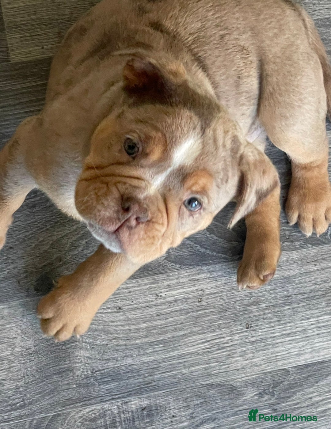 Olde English Bulldogge dogs for sale: Olde English Bulldogs - Advert 35