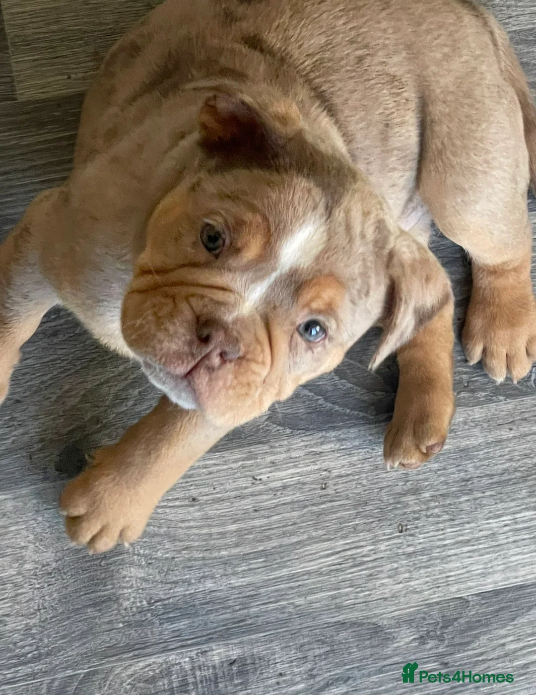 Olde English Bulldogge dogs for sale: Olde English Bulldogs - Advert 32