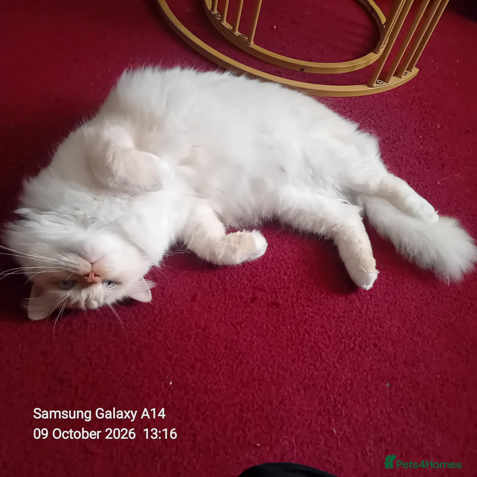 Ragdoll cats Gorgeous Ragdoll Boy – Loves Cuddles & Attention!  - Advert 14