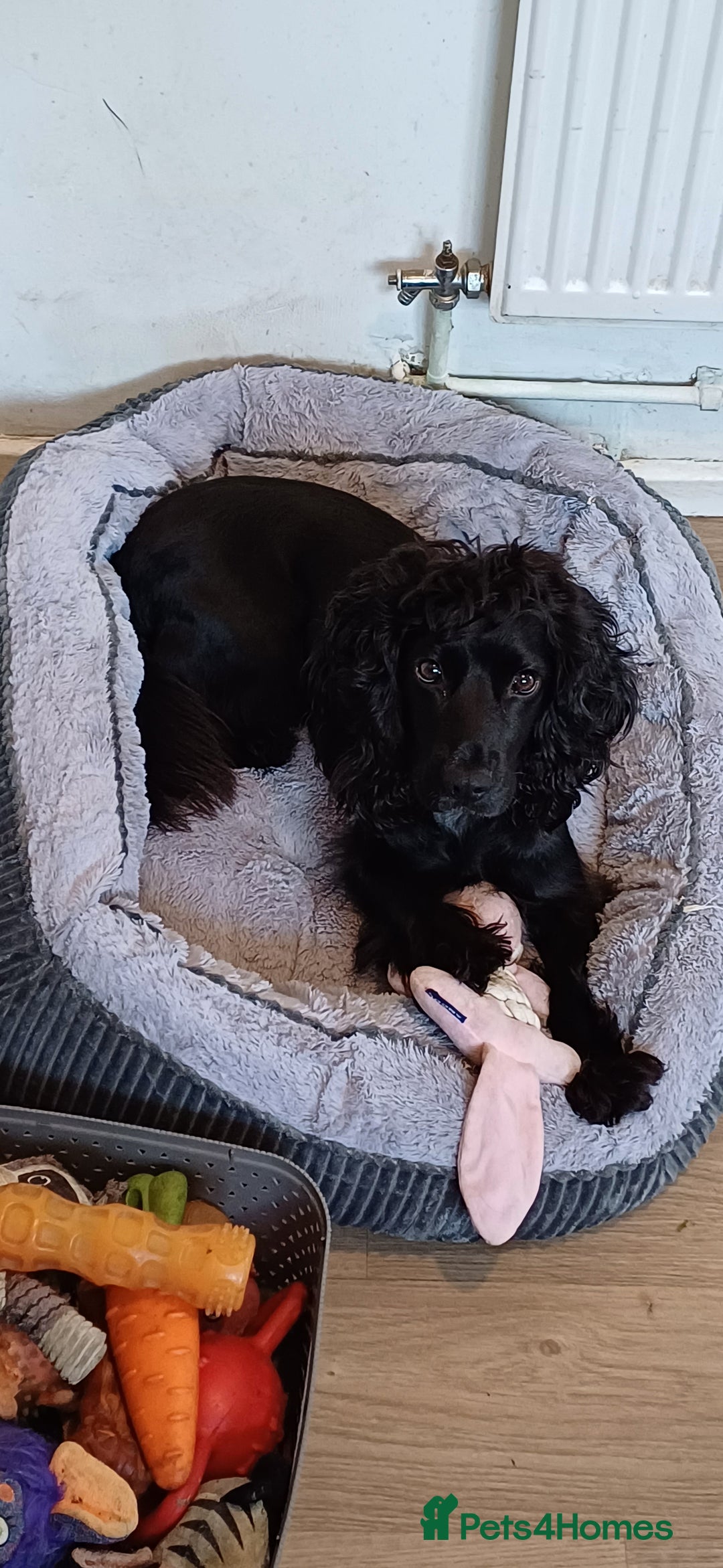 Cocker Spaniel dogs for sale: Betsy the cocker spaniel  - Image 12
