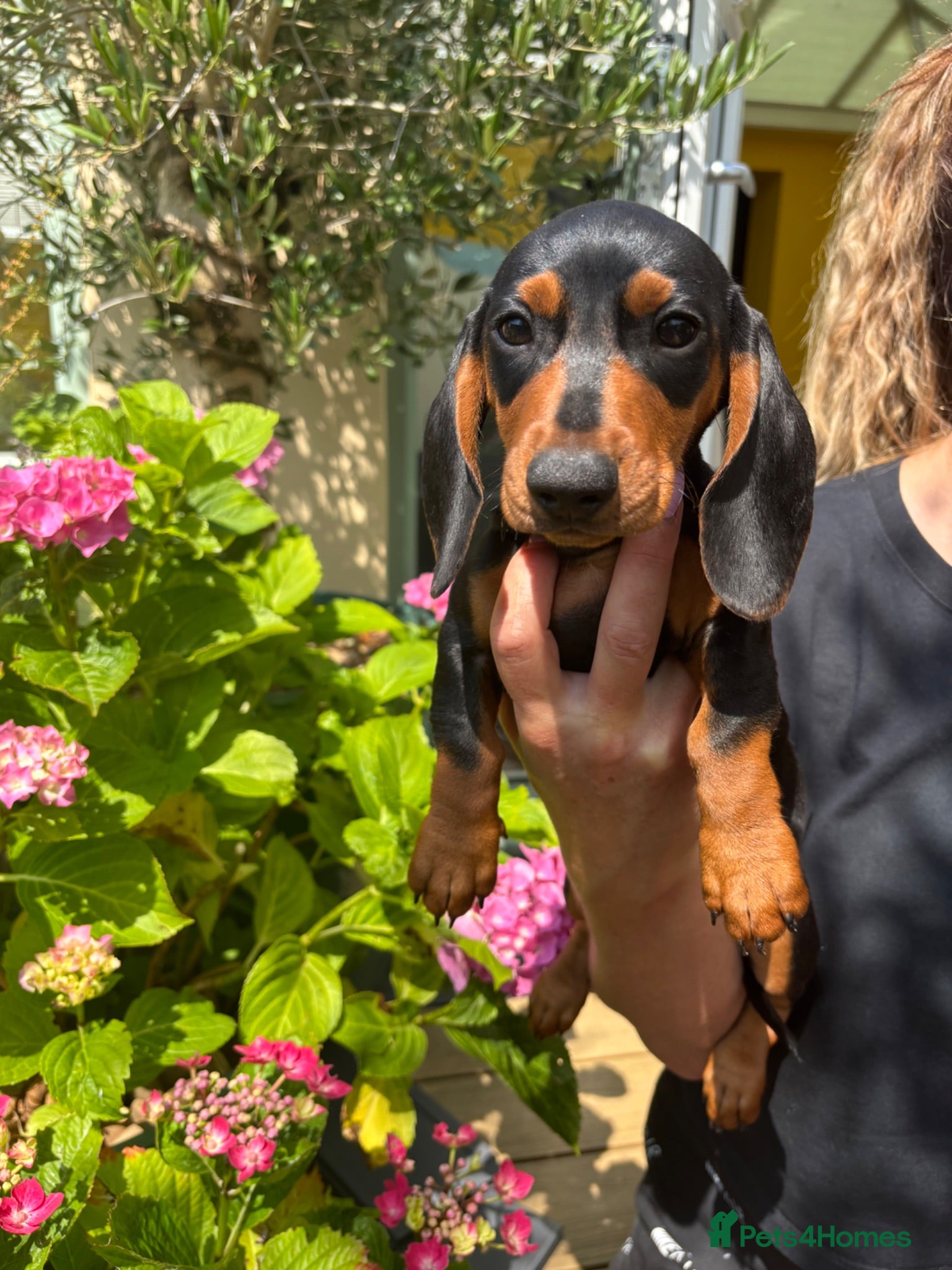 Miniature Dachshund dogs Stunning KC Miniature Dachshund Last 3 - Advert 1