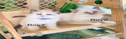 Ragdoll cats for sale: Stunning Champion bloodline TICA Ragdoll kittens - Advert 17