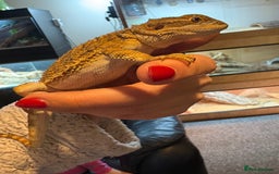 Dragon reptiles for sale: Rankin dragon  - Advert 2