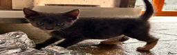 British Shorthair cats for sale: BSH part bred - Advert 9