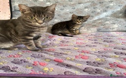 Mixed Breed cats for sale: Mixed breed adorable kittens in Waltham Cross - Image 1
