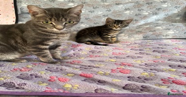 Mixed Breed cats in Waltham Cross - Advert 8