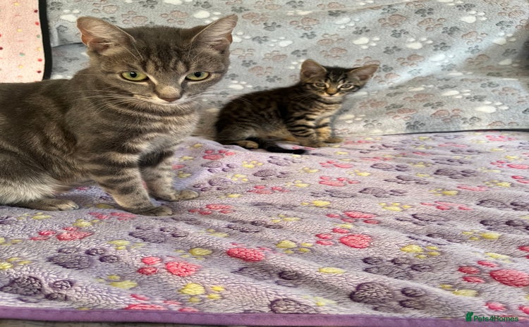 Mixed Breed cats in Waltham Cross - Advert 4