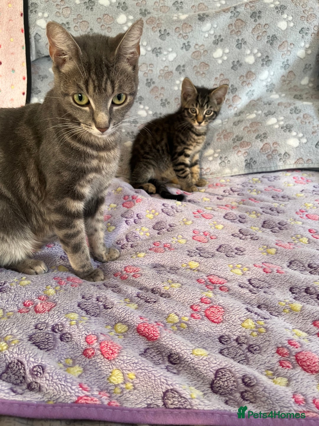 Mixed Breed cats for sale: Mixed breed adorable kittens in Waltham Cross - Image 1