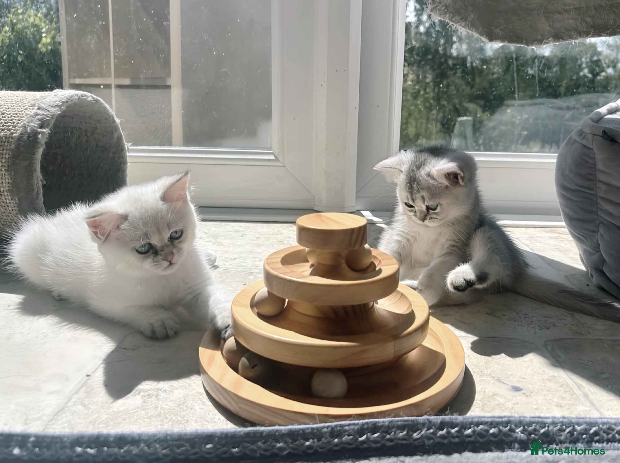 British Shorthair cats BSH GCCF , silver chinchilla & colour point Boys - Advert 4