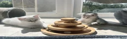 British Shorthair cats for sale: BSH GCCF , silver chinchilla & colour point Boys - Advert 6