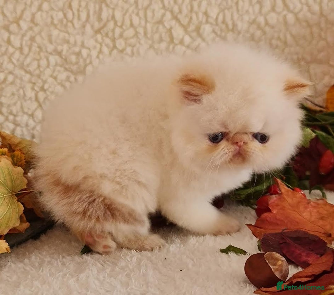Persian cats for sale: Persian Kittens - Image 21