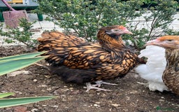 Chickens poultry for sale: 4 x pure breed large fowl - Advert 5