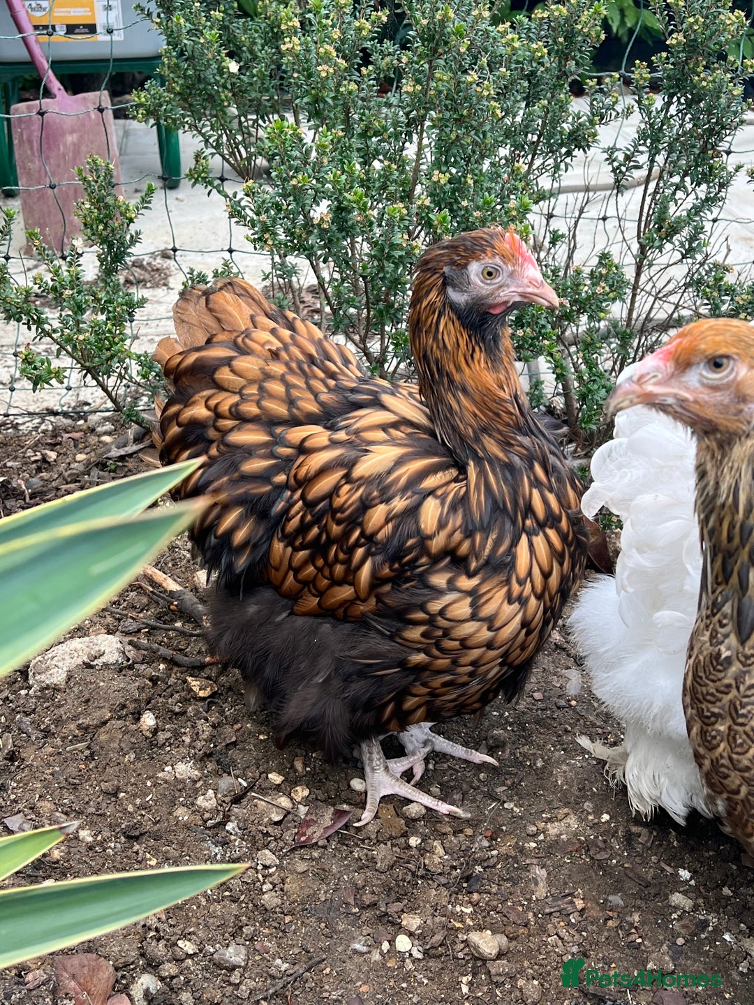 Chickens poultry for sale: 4 x pure breed large fowl - Advert 5