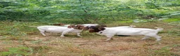 Goats livestock for sale: Boer goats in Deeside - Advert 5