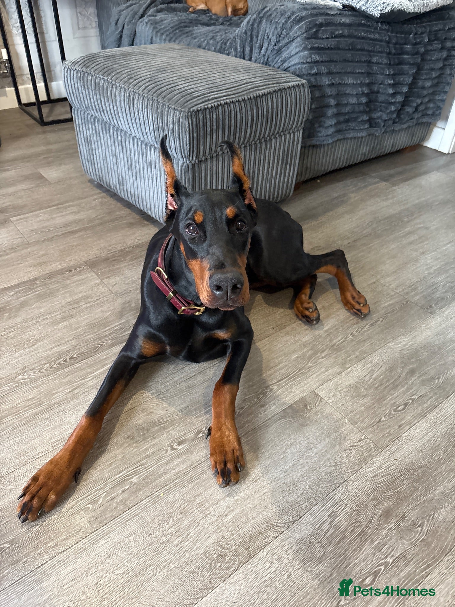 Dobermann dogs Doberman pincher - Advert 15