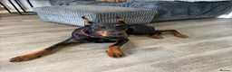 Dobermann dogs for sale: Doberman pincher in Bideford - Advert 1