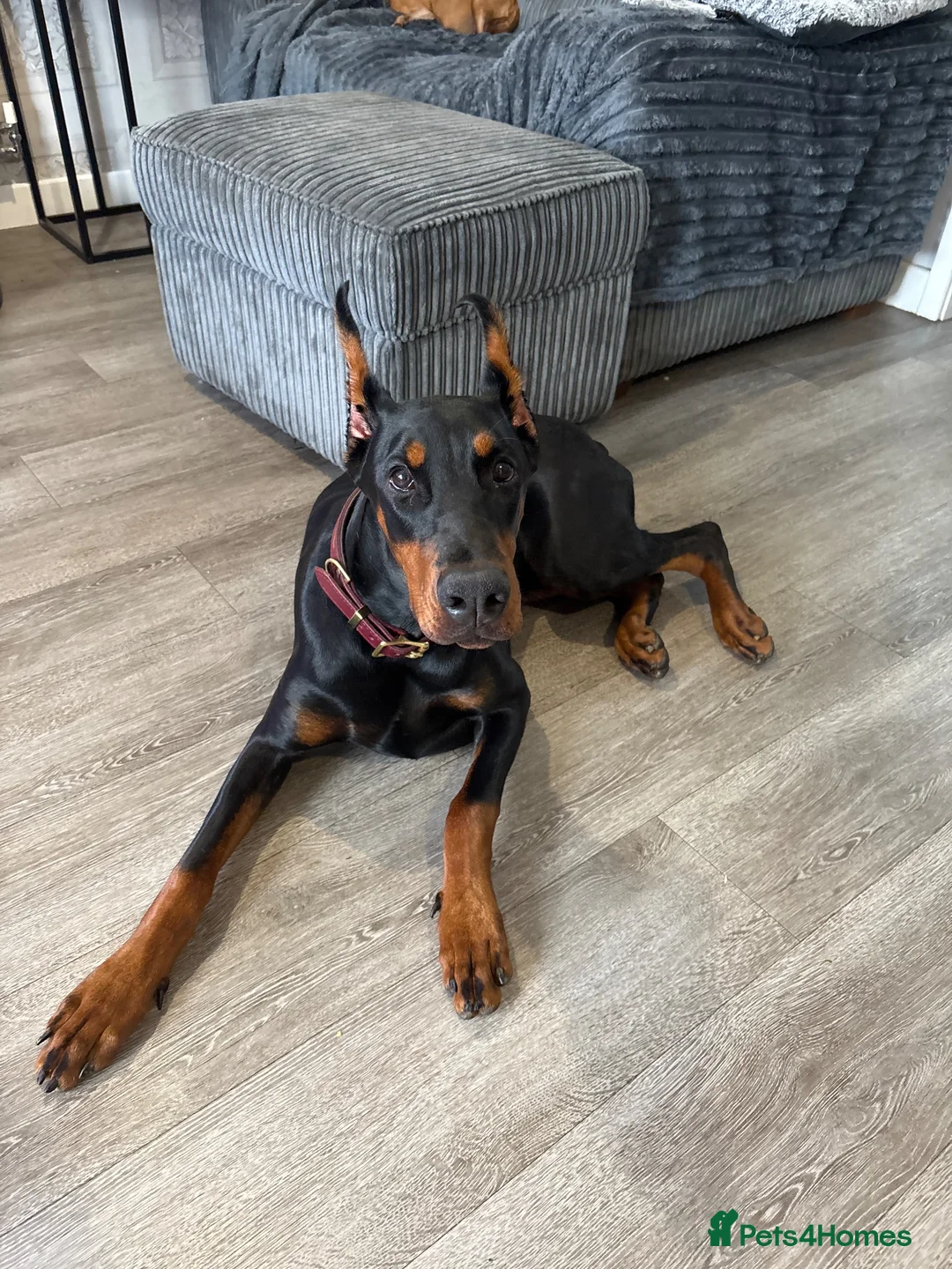 Dobermann dogs for sale: Doberman pincher in Bideford - Advert 1