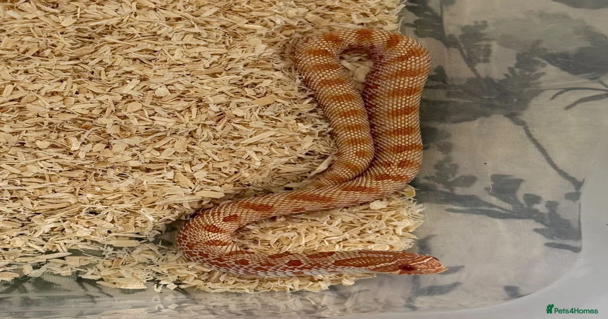 Snake Reptiles for sale | Pets4Homes