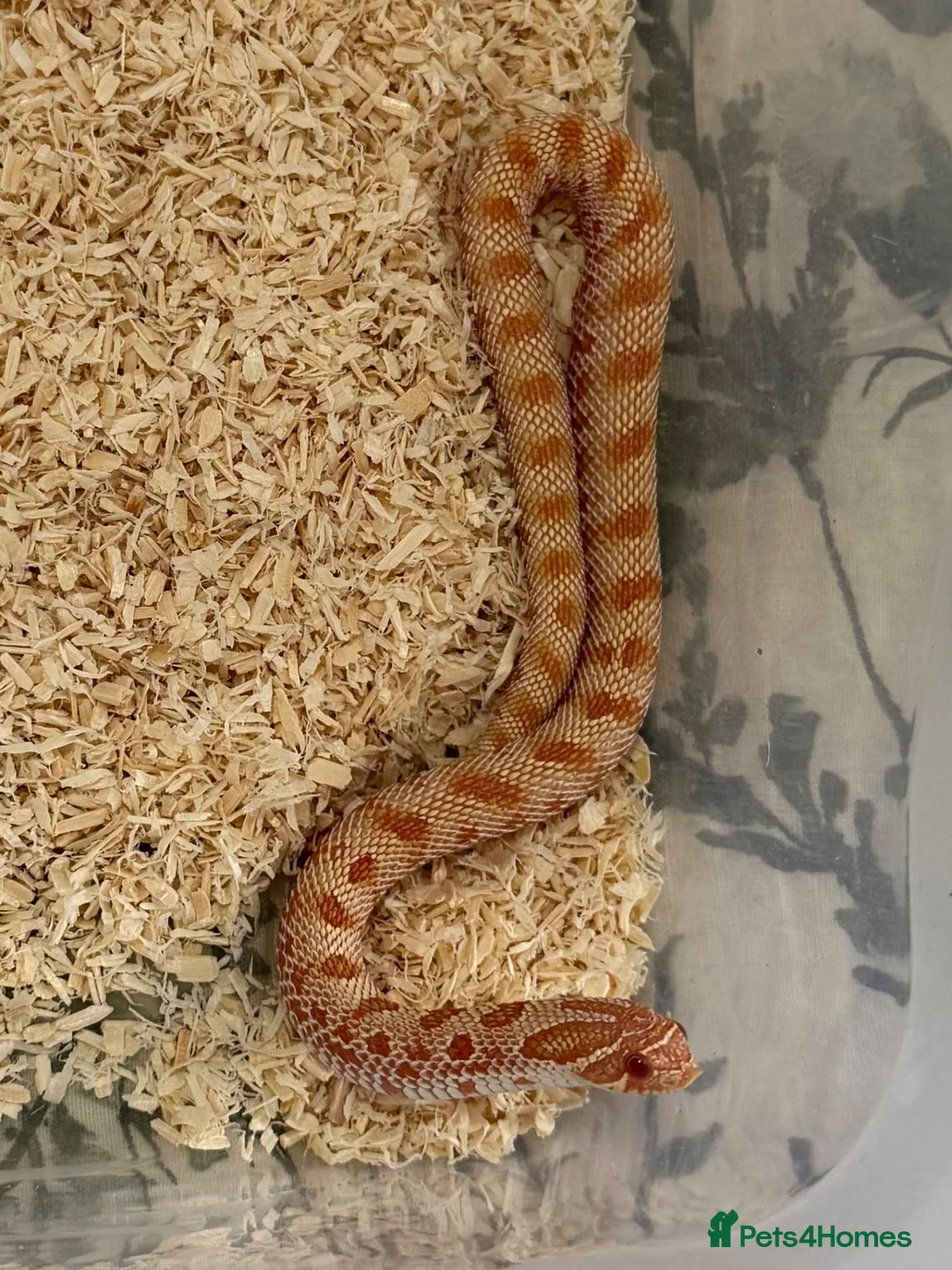 Snake reptiles for sale: Male Albino Conda Western Hognose Snake - Advert 1
