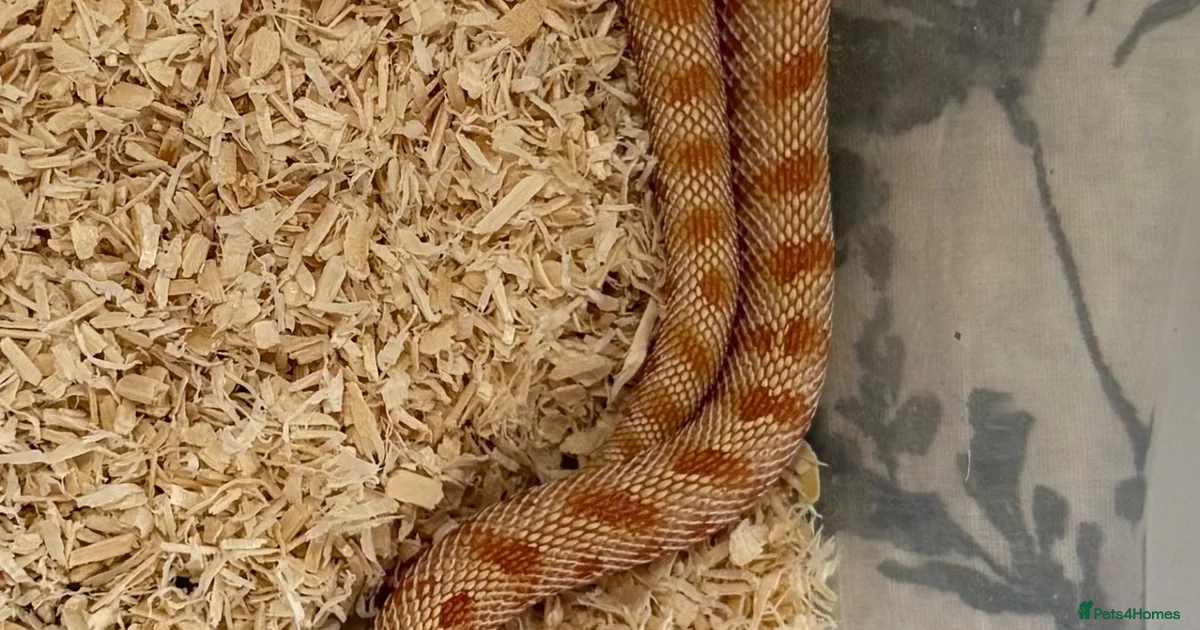 Small Python Breeds Snake Reptiles for sale | Pets4Homes