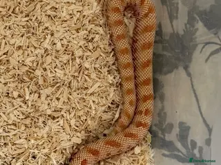 Snake reptiles Male Albino Conda Western Hognose Snake - Advert 1