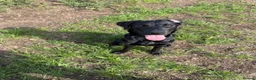Sheprador dogs for sale: German Shephrador Brothers - Advert 2