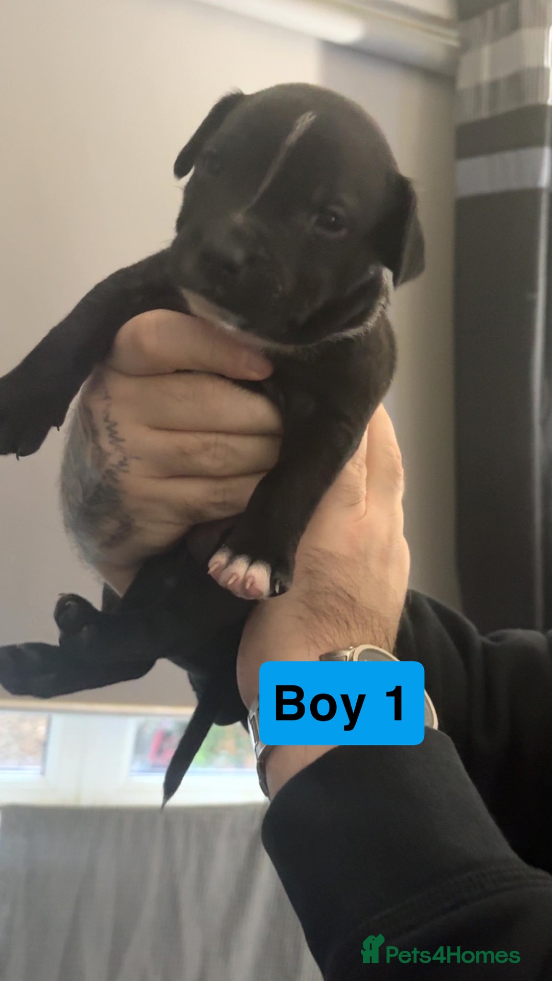 Staffordshire Bull Terrier dogs for sale: Staffy pups for sale  - Advert 5