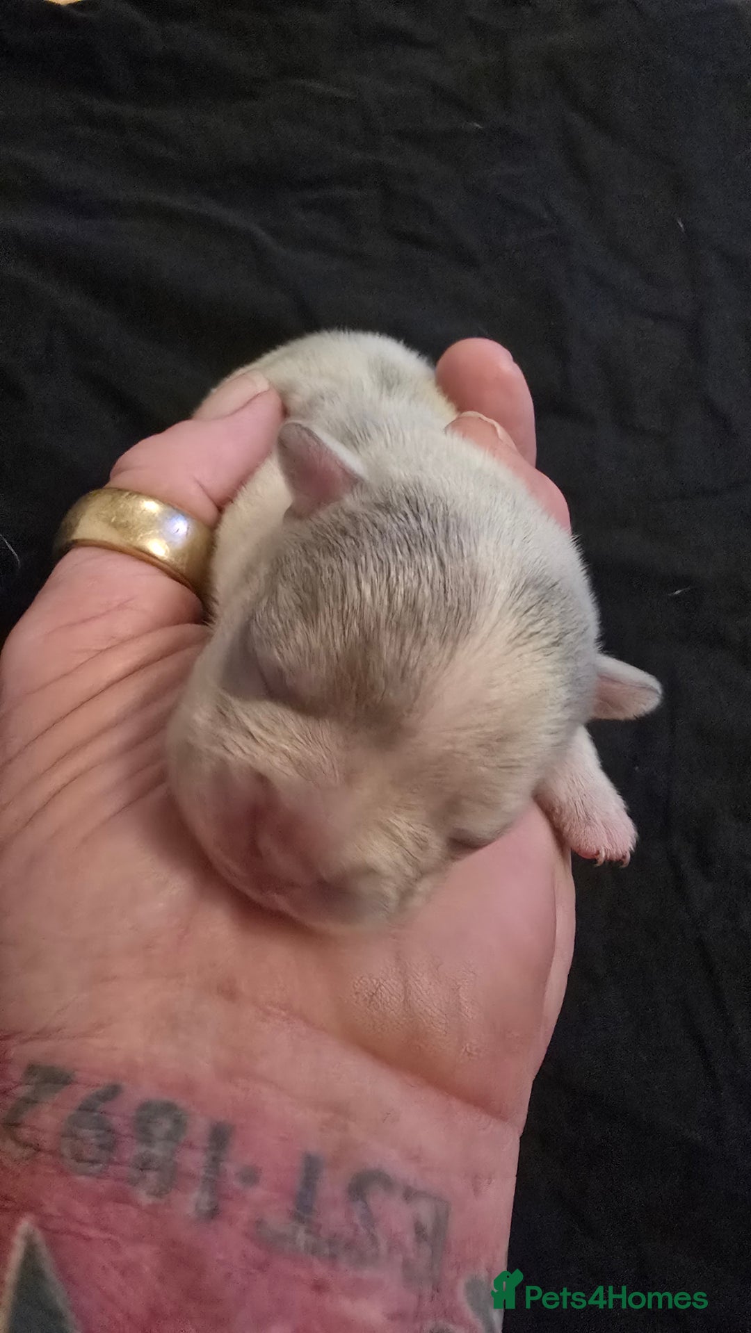French Bulldog dogs for sale: FRENCH BULLDOG ** - Image 18