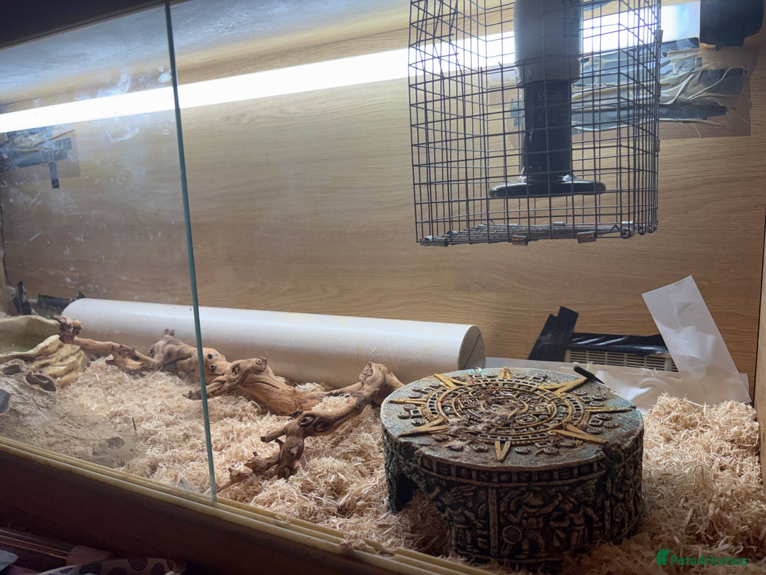 Corn Snake reptiles for sale: Female Corn Snake - Image 3