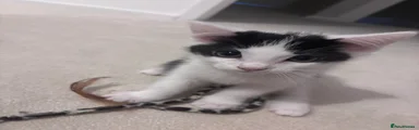 Oreo