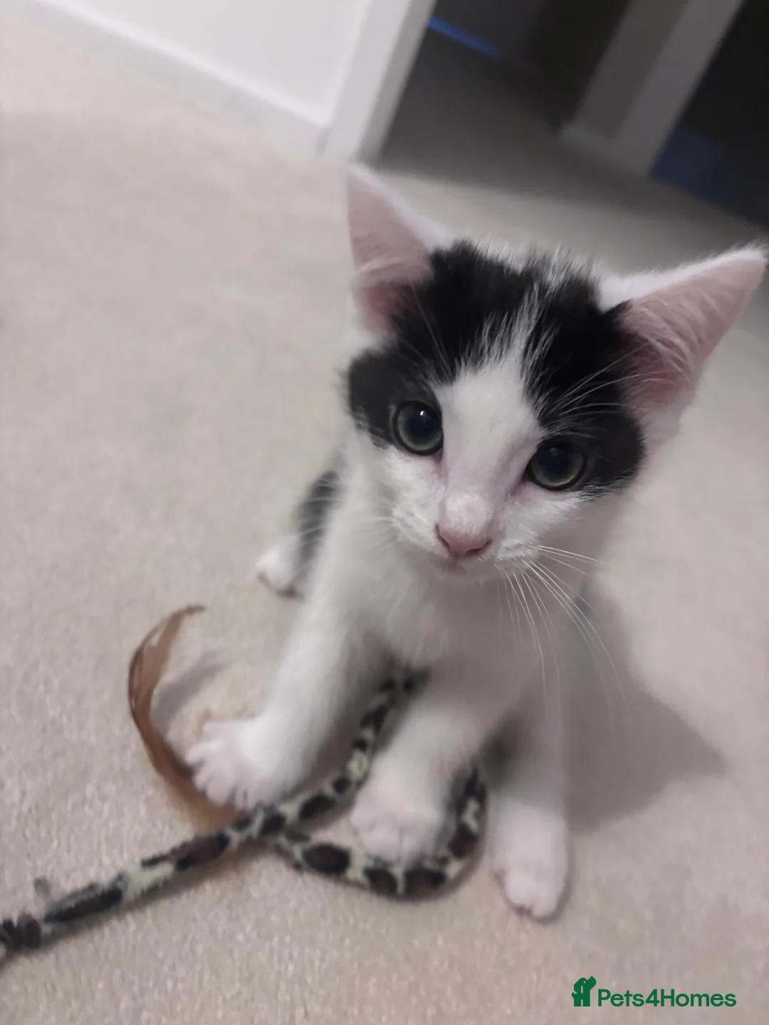 Ragdoll cats for sale: Kittens - Looking for Their Forever Home Together - Advert 2