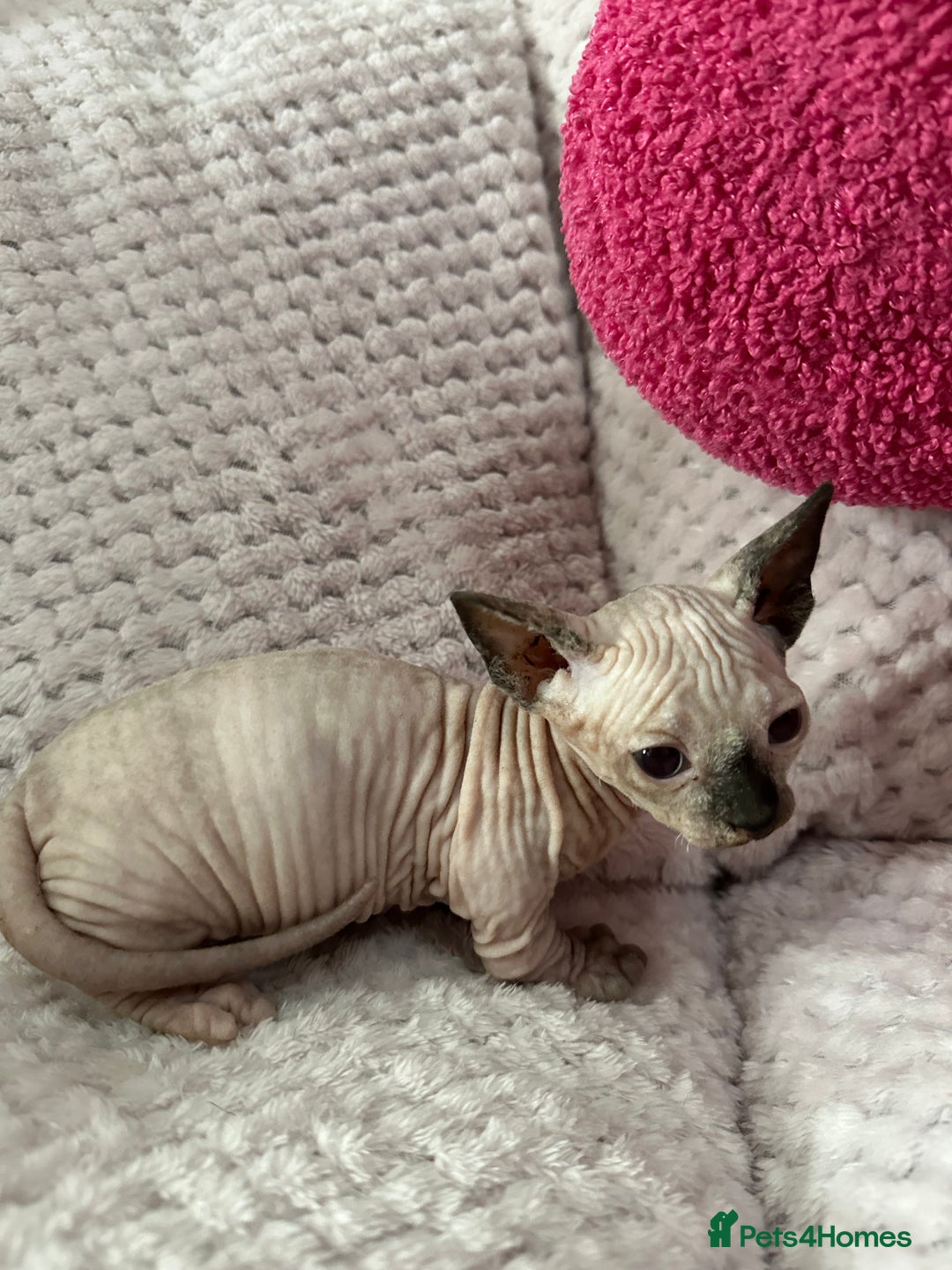 Sphynx cats for sale: Bambino kittens Ready now! - Advert 15