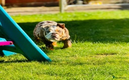 English Bulldog dogs for sale: Chocolate tri merle female in Preston - Image 3