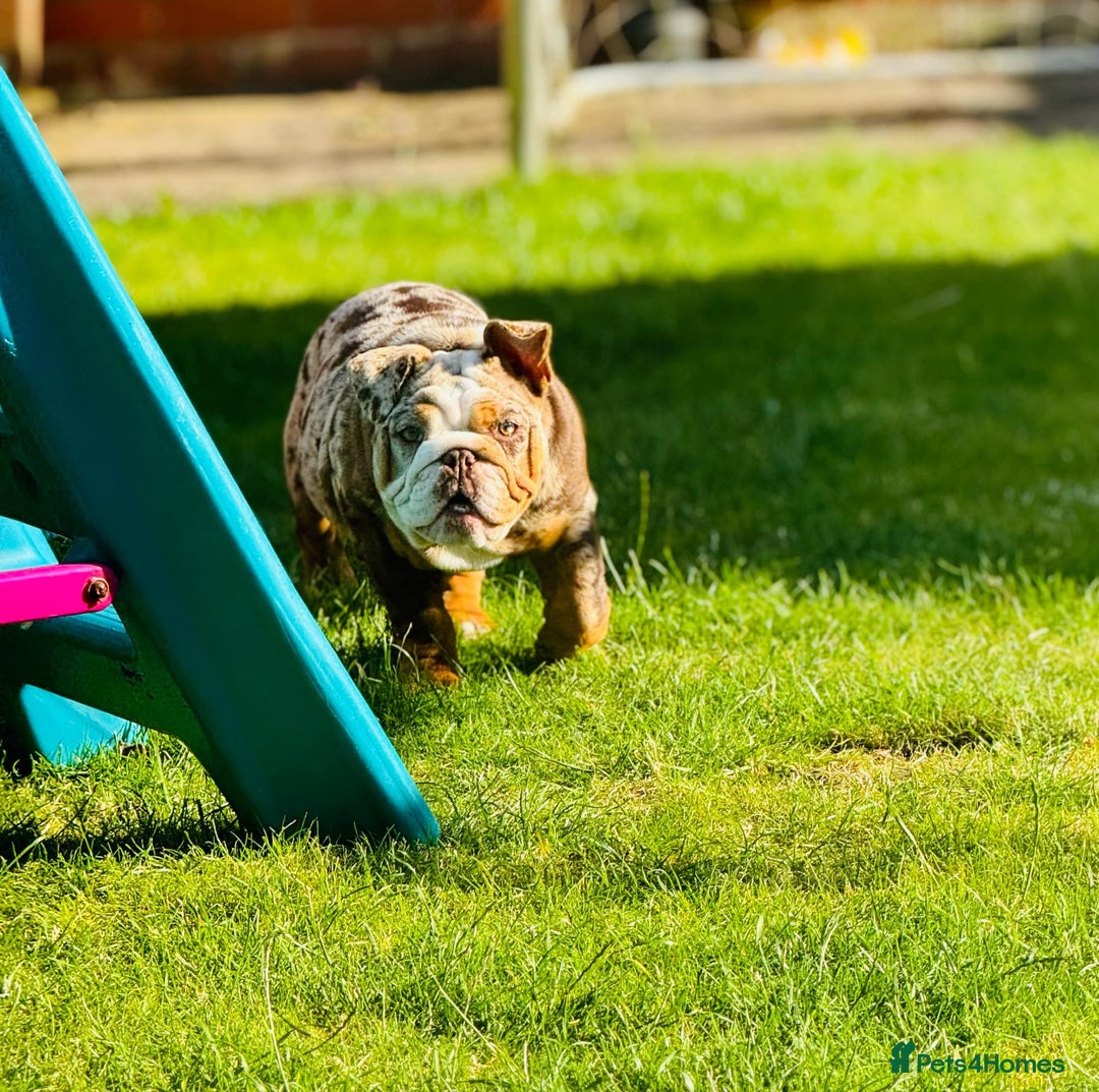 English Bulldog dogs for sale: Chocolate tri merle female in Preston - Image 3