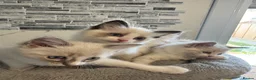 Ragdoll cats for sale: Stunning Ragdoll kittens - Advert 7