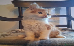 Mixed Breed cats for sale: Gorgeous Chunky Kittens  - Image 7