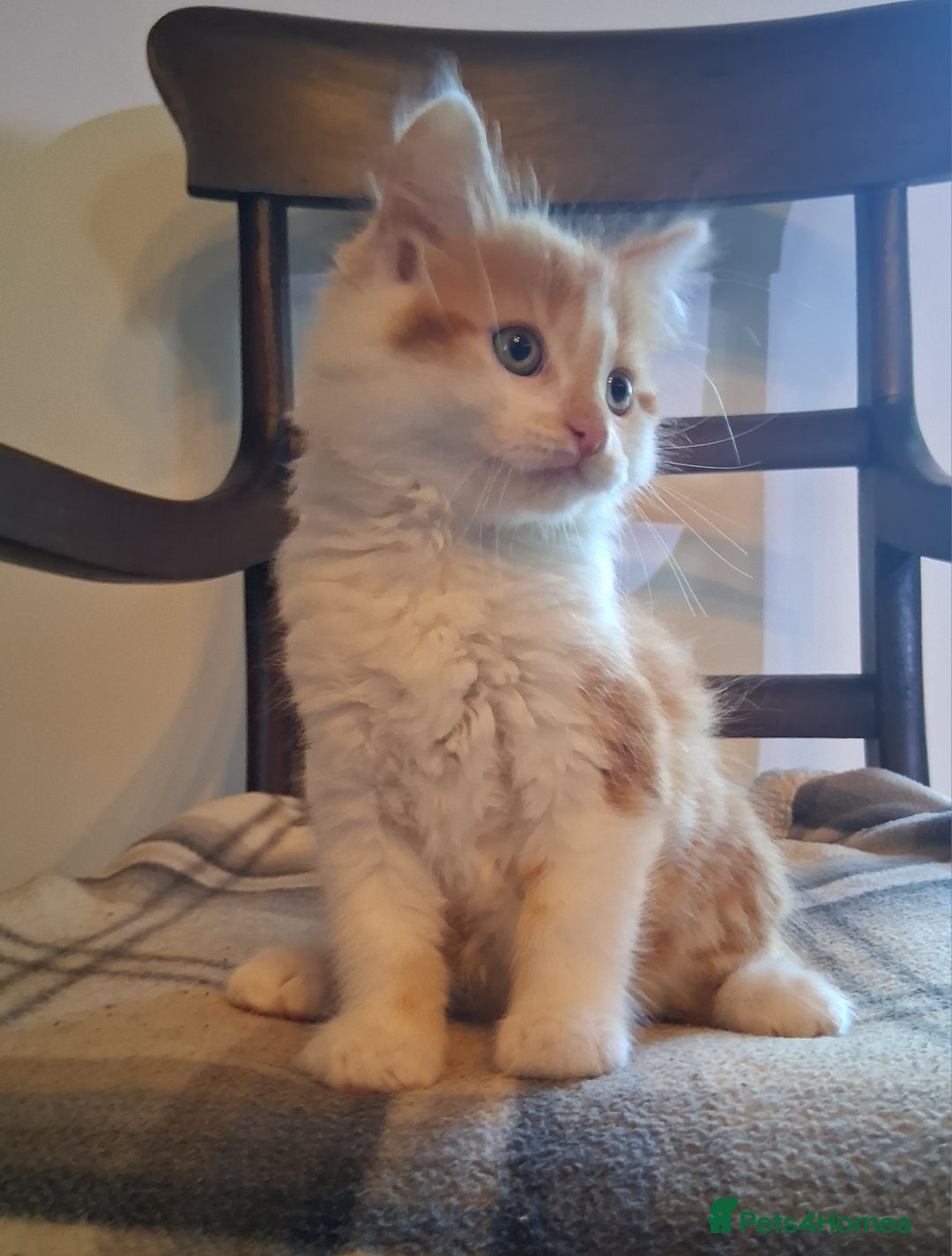 Mixed Breed cats for sale: Gorgeous Chunky Kittens  - Image 7