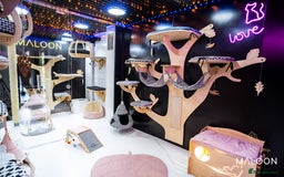 Abyssinian cats for sale: One of the Kind Abyssinian Girl-Champions Pedigree - Image 27