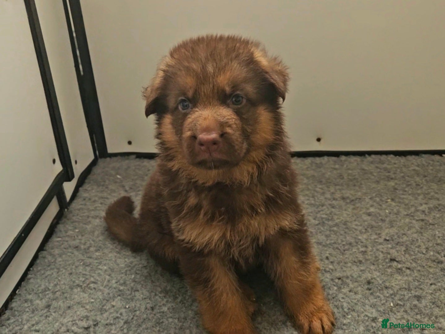 German Shepherd dogs Liver German Shepherd puppies  - Advert 1