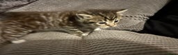 Mixed Breed cats for sale: Siamese x maincoon female kittens  - Advert 10