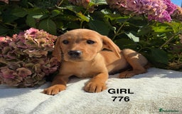Labrador Retriever dogs for sale: Kc registered Labrador Retrievers - Image 18