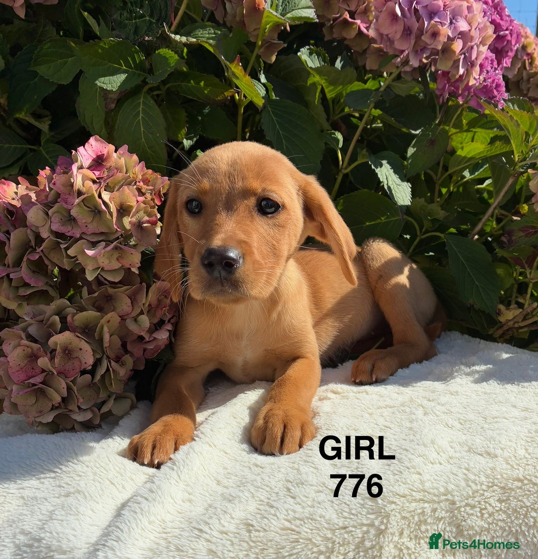 Labrador Retriever dogs for sale: Kc registered Labrador Retrievers - Image 18
