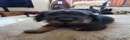 Dachshund dogs for sale: Miniature Wire Haired Dachshund puppies-one left - Advert 9