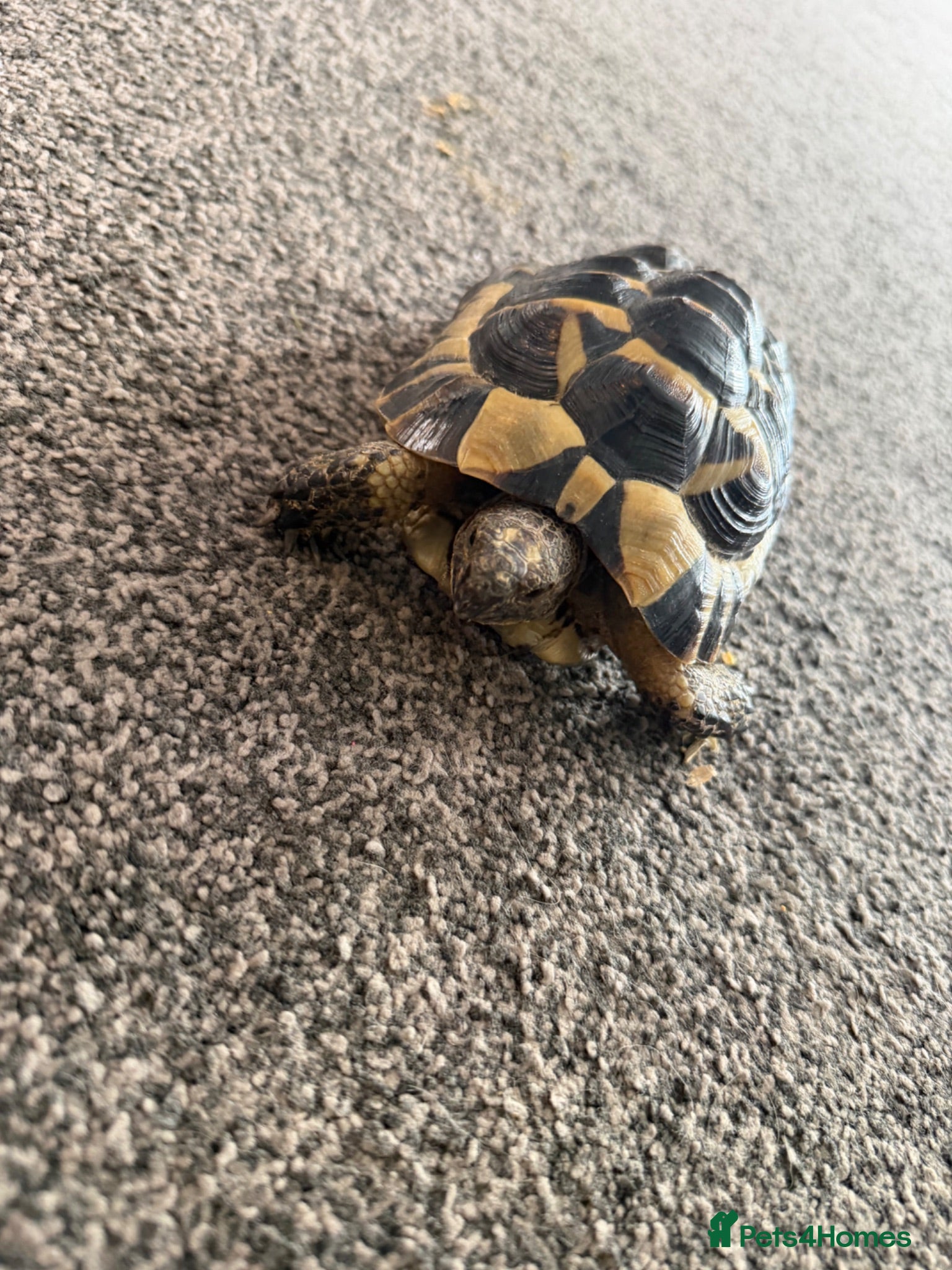 Tortoise reptiles Free tortoise - Advert 2