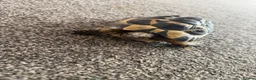 Tortoise reptiles for sale: Free tortoise in Harlow - Advert 1