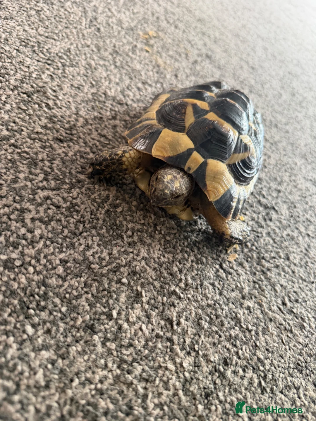 Tortoise reptiles for sale: Free tortoise in Harlow - Advert 1