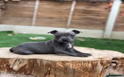 Staffordshire Bull Terrier dogs for sale: Quality Staffordshire Bull Terriers  - Image 15