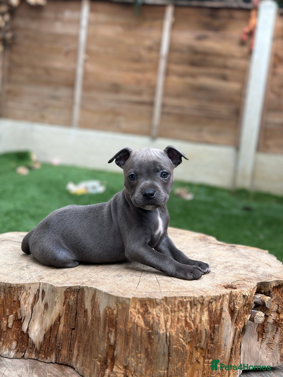 Staffordshire Bull Terrier dogs for sale: Quality Staffordshire Bull Terriers  - Image 15