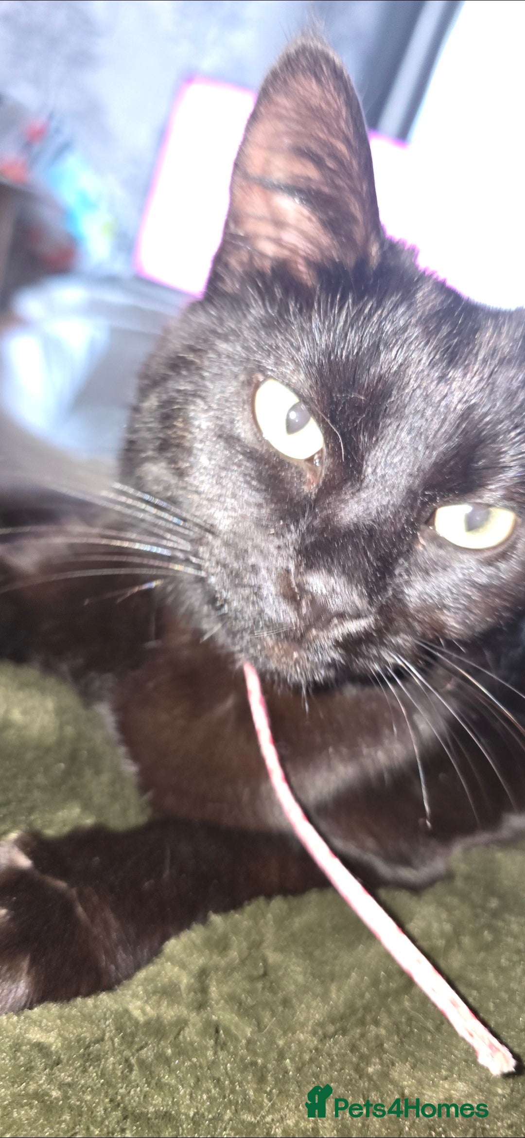 Mixed Breed cats for sale: 4 kittens  - Advert 3