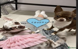 Chihuahua dogs for stud: Super tiny apple head chihuahua for stud  - Image 1